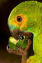 Blue-fronted Parrot (Amazona aestiva) feeding on mango, Pantanal, Brazil.
