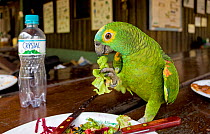 ** Blue-fronted Parrot (Amazona aestiva) feeding from dinner plate in restaurant at Estancia Mimosa. Bonito, Mato Grosso do Sul, Brazil.