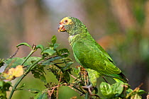 Yellow-faced Parrot (Alipiopsitta xanthops)- Bonito, Mato Grosso do Sul, Brazil, August