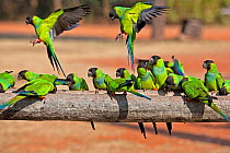 Flock of Nanday Parakeet (Nandayus nenday) at feeding table. Pantanal, Brazil.