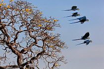Hyacinth Macaw (Anodorhynchus hyacinthinus) small group in flight, Brazil.