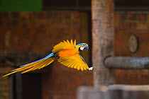 Blue-and-yellow Macaw (Ara ararauna) in flight in front of building, Brazil