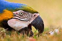Blue-and-yellow Macaw (Ara ararauna) feeding on the ground, Brazil.