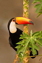 Toco Toucan (Ramphastos toco) on branch, Brazil.