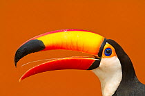 Toco Toucan (Ramphastos toco) with beak open, and tongue visible, Brazil.