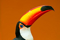 Toco Toucan (Ramphastos toco) head and beak profile portrait, Brazil.