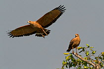 Savanna Hawks (Buteogallus meridionalis) one in flight and one perched, Pantanal, Brazil.