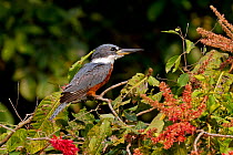 Ringed Kingfisher (Megaceryle torquata) Pantanal, Brazil.