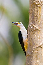 White Woodpecker (Melanerpes candidus) with beak open showing tongue, Pantanal, Brazil