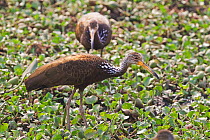Limpkin (Aramus guarauna) in non breeding plumage, Pantanal, Brazil.