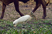 Wood Stork (Mycteria americana) next to cattle. Pantanal, Brazil