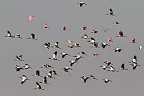 A flock of mixed Wood Stork (Mycteria americana) and Roseate Spoonbills (Platalea ajaja) Pantanal, Brazil