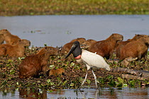 Jabiru (Jabiru mycteria) with large group of Capibaras (Hydrochaeris hydrochaeris) and Caiman, Pantanal, Brazil.