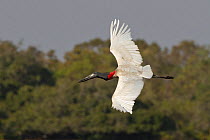 Jabiru stork (Jabiru mycteria) in flight, Pantanal, Brazil.