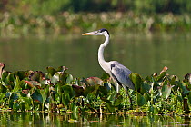 Cocoi Heron (Ardea cocoi) at waters edge, Pantanal, Brazil