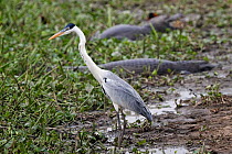 Cocoi Heron (Ardea cocoi) with caimans in the background, Pantanal, Brazil