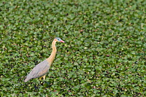 Whistling Heron (Syrigma sibilatrix) Brazil, August.