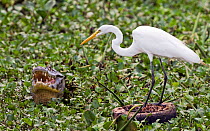 Great Egret (Ardea alba) fishing from discarded tyre, with Yacare Camain (Caiman yacare) thermoregulating, Pantanl near the Transpantaneira, Mato Grosso, Brazil