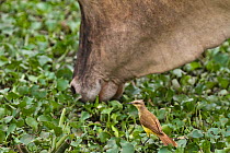 Cattle Tyrant (Machetornis rixosa) next to cow investigating aquatic plants, Pantanal, Brazil.