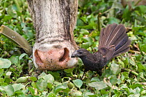 Smooth-billed Ani (Crotophaga ani) next to nose of cow, Pantanal, Brazil