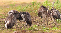 Greater Rheas (Rhea americana) in mating display, Brazil.