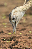 Greater rhea (Rhea americana) feeding, Brazil.