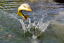 Piraputanga (Brycon hilarii) fish jumping to catch insects. Bonito, Mato Grosso do Sul, Brazil