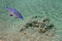 Curimbata (Prochilodus lineatus) fish swimming over a freshwater spring, Rio Olha d'Agua, Cabeceira do Prata, Bonito, Mato Grosso do Sul, Brazil.