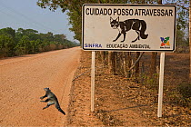 South American coati (Nasua nasua) roadkill on the Transpantaneira, with road sign warning of animals crossing, Brazil