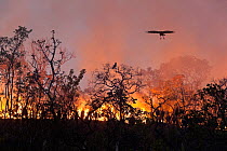 Bird of prey flying over fires, during the peak of the dry season,Chapada dos Veadeiros National Park, Cerrado region, Goias, Brazil.