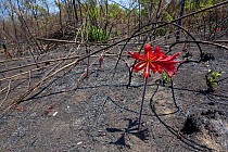 Flower (possibly Hippeastrum sp.) in flower after fire, many flowers in the region have fire induced flowering. Chapada dos Veadeiros National Park, Cerrado region, Goias, Brazil.