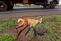 Dead Maned Wolf (Chrysocyon brachyurus) killed on road in the Cerrado, Brazil.