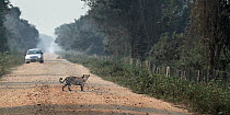 Jaguar (Panthera onca) crossing the Transpantaneira road with car in the distance, Mato Grosso, Brazil.