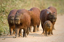 Capybara (Hydrochaeris hydrochaeris) group with young on the Transpantaneira road, Mato Grosso, Brazil