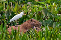 Capybara (Hydrochaeris hydrochaeris) with young and a Cattle Heron (Bubulcus ibis) on its back, Pantanal, Brazil