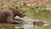 Capybara (Hydrochaeris hydrochaeris) mating. Pantanal, Brazil