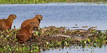 Capybara (Hydrochaeris hydrochaeris) watching Yacare Caiman (Caiman yacare) warily, Pantanal, Brazil