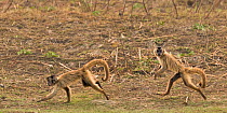 Brown Capuchins (Cebus apella) running along the ground, Pantanal, Brazil