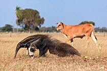 Giant Anteater (Myrmecophaga tridactyla) walking in front of  domestic cattle, Pantanal, Brazil