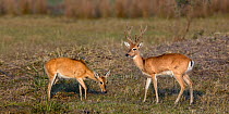 Pampas deer (Ozotoceros bezoarticus) male female pair, Pantanal, Brazil