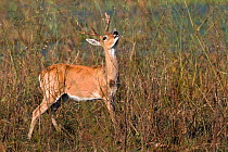 Pampas deer (Ozotoceros bezoarticus) feeding, Pantanal, Brazil.