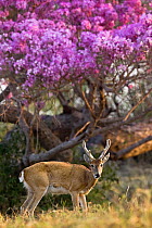 Pampas deer (Ozotoceros bezoarticus) buck in velvet standing by flowering tree, Pantanal, Brazil