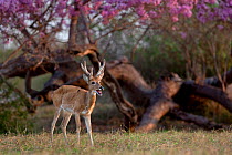 Pampas deer (Ozotoceros bezoarticus) buck in velvet calling, Pantanal, Brazil