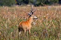 Marsh Deer (Blastocerus dichotomus) buck, Pantanal, Brazil