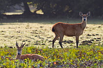 Marsh Deer (Blastocerus dichotomus) buck and doe, Pantanal, Brazil