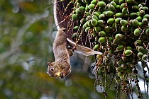 Brazilian Squirrel (Sciurus aestuans ingrami) feeding on fruit, Parque do Caraca, Minas Gerais, Brazil.