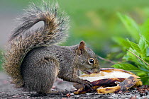 Brazilian Squirrel (Sciurus aestuans ingrami) investigating banana, Parque do Caraca, Minas Gerais, Brazil.