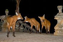 Maned Wolves (Chrysocyon brachyurus) at Santurio do Caraca, where they are fed, at night. Parque do Caraca, Minas Gerais, Brazil, October 2010.