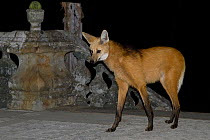 Maned Wolf (Chrysocyon brachyurus) at Santurio do Caraca, where it is fed, at night. Parque do Caraca, Minas Gerais, Brazil, October 2010.
