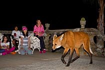 Maned Wolf (Chrysocyon brachyurus) at Santurio do Caraca at night, coming to be fed, with tourists watching, Parque do Caraca, Minas Gerais, Brazil, October 2010.